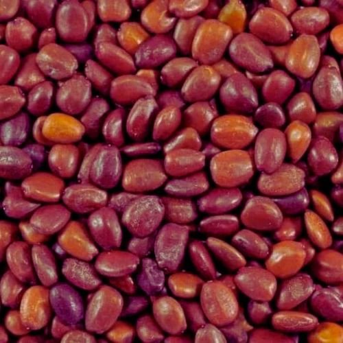  بذور الخروب