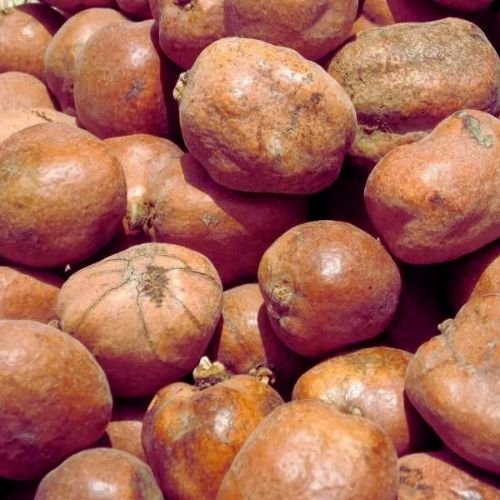 ثمار الدوم
