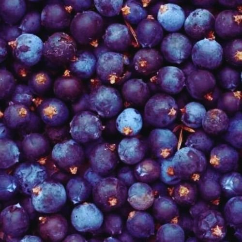 حبوب العرعار