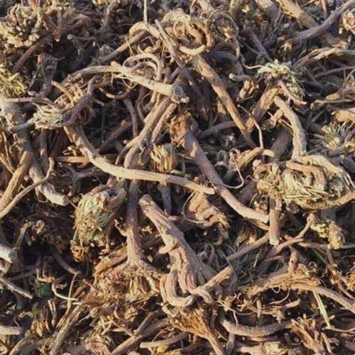 عشبة تقنديشت