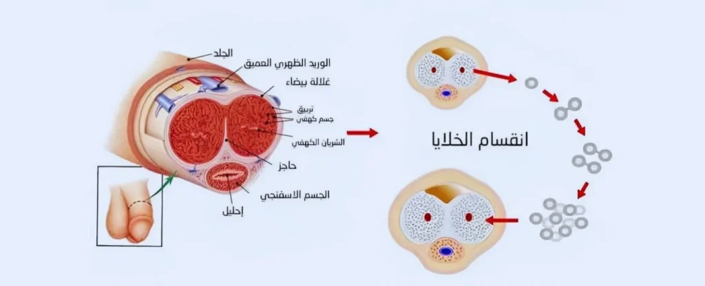 كيف تعمل هذه الخلطة الطبيعية على تكبير الذكر