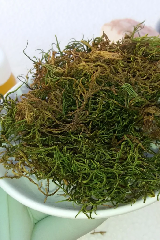 جذور عشبة السنبل (الناردين) في هاون حجري، تُظهر كيف يتم تحضير هذا المكون المهم في وصفات تكبير الذكر الطبيعية لدوره في دعم الهرمونات.